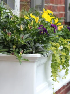 Fairfield Self-Watering Window Box, 4’ 12 Fairfield Self-Watering Window Box, 4’ -PlantJoy Store 39345 102V tif