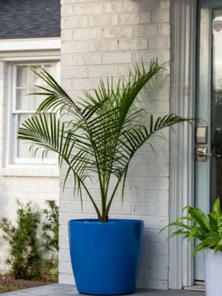 Viva Round Self-Watering Rolling Planter, 20" Diameter, Set Of 2 -PlantJoy Store 3 4 crop 8612933 0024 tif