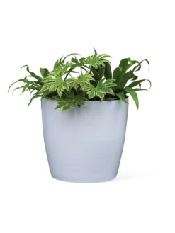 Viva Round Self-Watering Rolling Planter, 20" Diameter, Set Of 2 -PlantJoy Store 3 4 crop 8612933 0026 tif