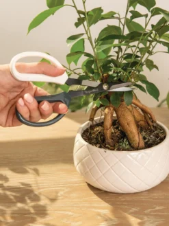 Japanese Pruning Scisssors -PlantJoy Store 3 4 crop 8612968 0087