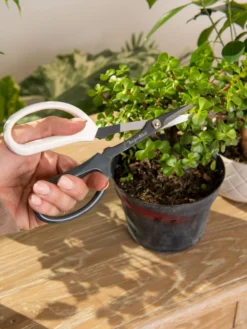Japanese Pruning Scisssors -PlantJoy Store 3 4 crop 8612968 0092