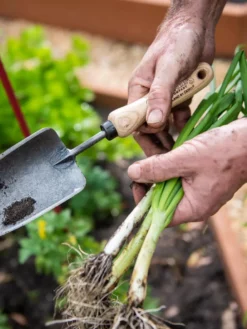 Gardener's Lifetime Trowel -PlantJoy Store 8586972 3286 tif