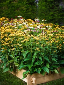 Farmstead Cedar Raised Garden Beds, 2' -PlantJoy Store 8588144 014V tif