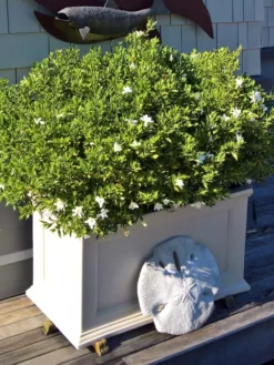 Fairfield Self-Watering Patio Planters, 20” X 36” -PlantJoy Store 8588417 208V tif