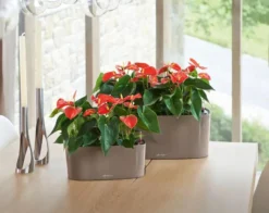 Lechuza® Delta Self-Watering Windowsill Planters -PlantJoy Store 8590298 04V tif