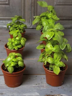 Organic Self-Watering Potting Mix, 20 Qts. -PlantJoy Store 8592212 3979 001E tif 3