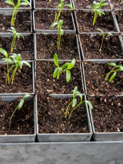 Seed Starting Mix, 9 Qts. -PlantJoy Store 8592212 6177