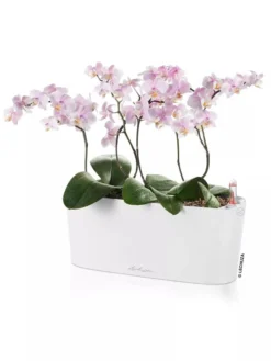 Lechuza® Delta Self-Watering Windowsill Planters -PlantJoy Store 8592361 02V tif