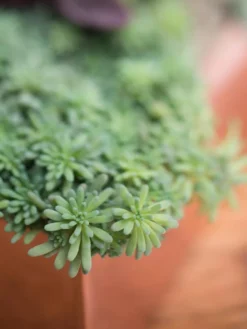 Tall Rectangular Copper Plant Tray, 18" X 5" X 4" -PlantJoy Store 8593534 4601 tif