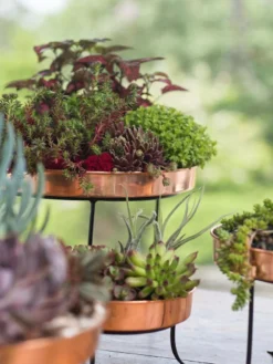 Small Round Copper Plant Tray, 10" 6 Small Round Copper Plant Tray, 10" -PlantJoy Store 8593564 4399 tif