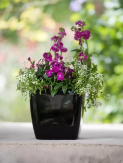 Viva Square Self-Watering Planter, 7" Diameter 11 Viva Square Self-Watering Planter, 7" Diameter -PlantJoy Store 8595223 1107 tif