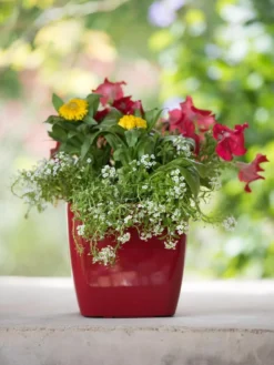 Viva Square Self-Watering Planter, 7" Diameter 10 Viva Square Self-Watering Planter, 7" Diameter -PlantJoy Store 8595223 1111 tif