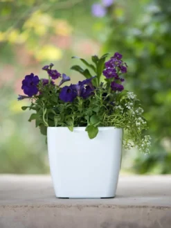 Viva Square Self-Watering Planter, 7" Diameter 9 Viva Square Self-Watering Planter, 7" Diameter -PlantJoy Store 8595223 1118 tif