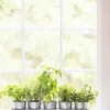 Galvanized Herb Planters With Rectangular Tray