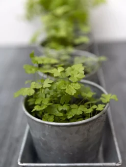 Galvanized Herb Planters With Rectangular Tray 6 Galvanized Herb Planters With Rectangular Tray -PlantJoy Store 8595903 advice 1777 tif