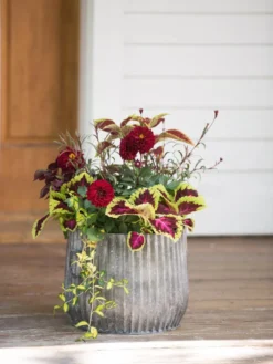 Galvanized Ribbed Planters 6 Galvanized Ribbed Planters -PlantJoy Store 8597435 1693 tif