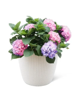 Weave Self-Watering Round Planter, 17" White -PlantJoy Store 8598372 3002 tif