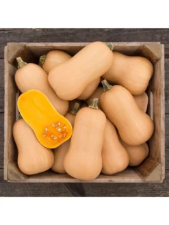 Brulee Butternut Squash Organic Seeds 5 Brulee Butternut Squash Organic Seeds -PlantJoy Store 8599867 01v