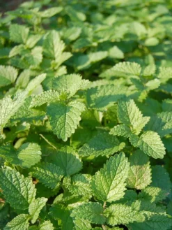 Lemon Balm Organic Seeds