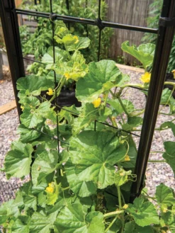 Gardener’s Victory Self-Watering Planter With Vine Trellis -PlantJoy Store 8600176 6853