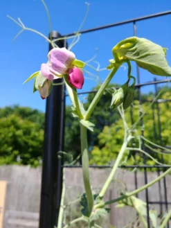 Gardener’s Victory Self-Watering Planter Garden With Vine Trellis -PlantJoy Store 8600177 6588 tif