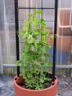 Gardener’s Victory Self-Watering Planter With Vine Trellis -PlantJoy Store 8600178 5000 tif