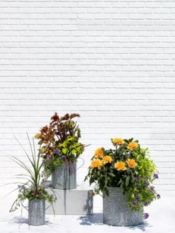 Metal Bucket Planters 9 Metal Bucket Planters -PlantJoy Store 8609085 0852 tif