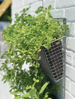 Wire Wall Pockets Vertical Gardens -PlantJoy Store 8609429 9500 tif