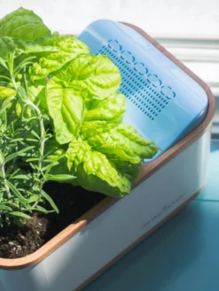 Dewplanter -PlantJoy Store 8609512 04V