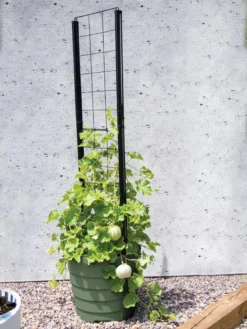 Gardener’s Victory Self-Watering Planter With Vine Trellis -PlantJoy Store 8610238 15487 tif 1