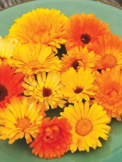 Family Garden Organic Seed Collection, Set Of 7 11 Family Garden Organic Seed Collection, Set Of 7 -PlantJoy Store 8610262 Pacific Beauty Calendula 07V tif