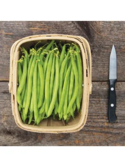 Antigua Bush Bean Organic Seeds 5 Antigua Bush Bean Organic Seeds -PlantJoy Store 8610262 antigua bean 8 15 18 05v