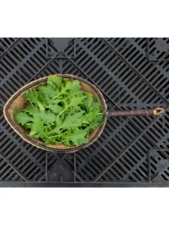 Silk Road Garden Organic Seed Collection, Set Of 6 7 Silk Road Garden Organic Seed Collection, Set Of 6 -PlantJoy Store 8610264 mizuna babyleaf 01v