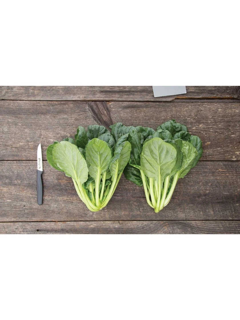 Silk Road Garden Organic Seed Collection, Set Of 6 2 Silk Road Garden Organic Seed Collection, Set Of 6 - Image 2