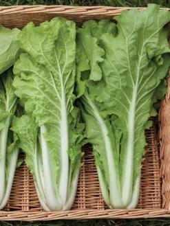 Silk Road Garden Organic Seed Collection, Set Of 6 8 Silk Road Garden Organic Seed Collection, Set Of 6 -PlantJoy Store 8610264 tokyo bekana 02v