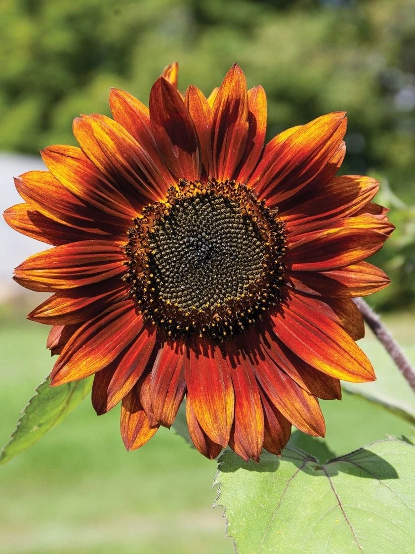 Velvet Queen Sunflower Organic Seeds 2 Velvet Queen Sunflower Organic Seeds - Image 2