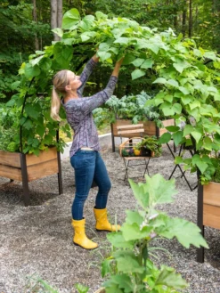 2’ X 8’ Arch Trellis For Planter Boxes 13 2’ X 8’ Arch Trellis For Planter Boxes -PlantJoy Store 8610798 050 tif