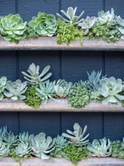 3-Tier Vertical Wall Planter, 3' -PlantJoy Store 8611013 055 tif