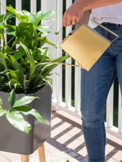 Precision Brass Watering Can -PlantJoy Store 8612691 0011 1