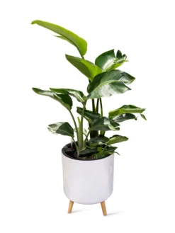 Ava Self-Watering Round Planter -PlantJoy Store 8612692 0002