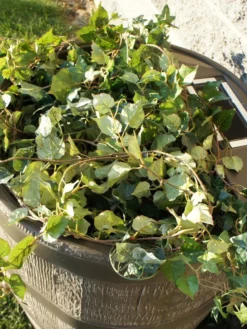 Round Rain Barrel With Planter, 35 Gallons -PlantJoy Store 8612856WALNT 03V tif