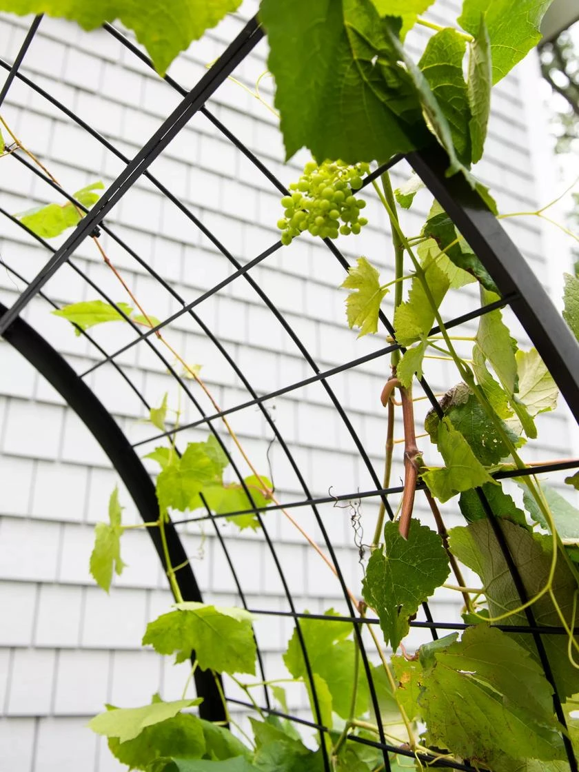 2’ X 4’ Arch Trellis For Planter Boxes 8 2’ X 4’ Arch Trellis For Planter Boxes - Image 8