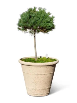 Self-Watering LavaStone® Anson Pot -PlantJoy Store 8613256 0138