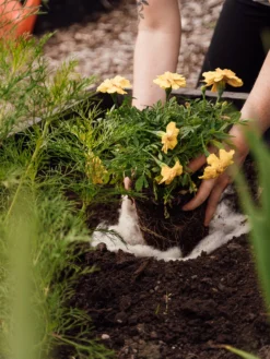 Hortiwool ®, 5 Pad Pack -PlantJoy Store 8613263 12v