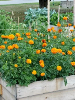 SeedSheets Organic Vegetable Garden, Easy Breezy Caprese, 4' X 8' -PlantJoy Store 8613295 04V