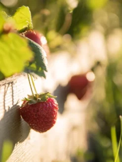 3-Tier Strawberry Bed -PlantJoy Store Strawberry3 3167 tif